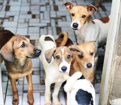 Morador de rua usa dinheiro de esmola para comprar comida para cães em  Goiânia; veja vídeo, Goiás