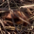 Ossada foi encontrada por criança enquanto brincava em matagal de Aparecida de Goiânia