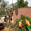 Árvore de grante porte cai em cima de casas. Uma sofreu danos estruturais e nas outras duas os danos