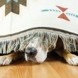 Cachorro embaixo da cama