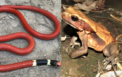 Cobra raríssima é encontrada em expedição no Cerrado