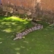 Cobra é encontrada no meio de calçada em Goiânia 